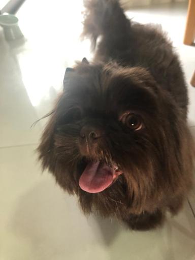 Brownie, a brown Shih Tzu